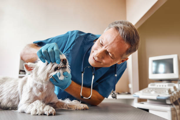Best Broken or Cracked Tooth Emergency Dentist in Carterville, MO